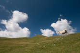 20120813_103834 Cavallo e cumuli.jpg